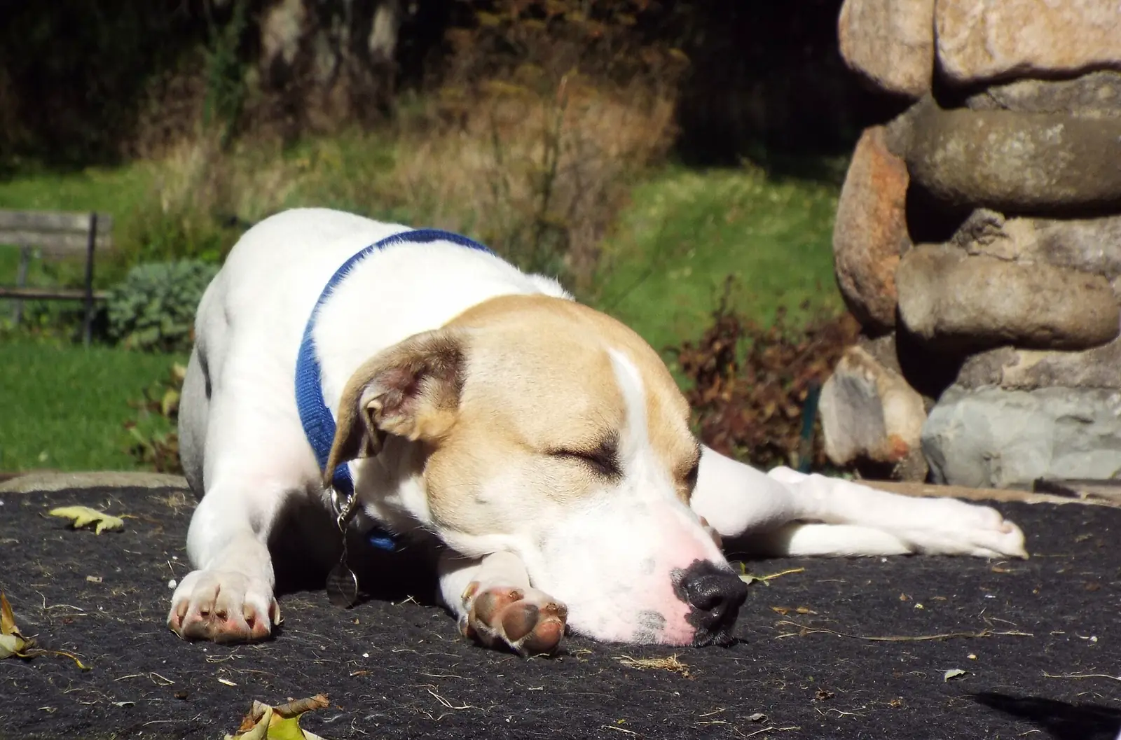 Perro durmiendo al sol